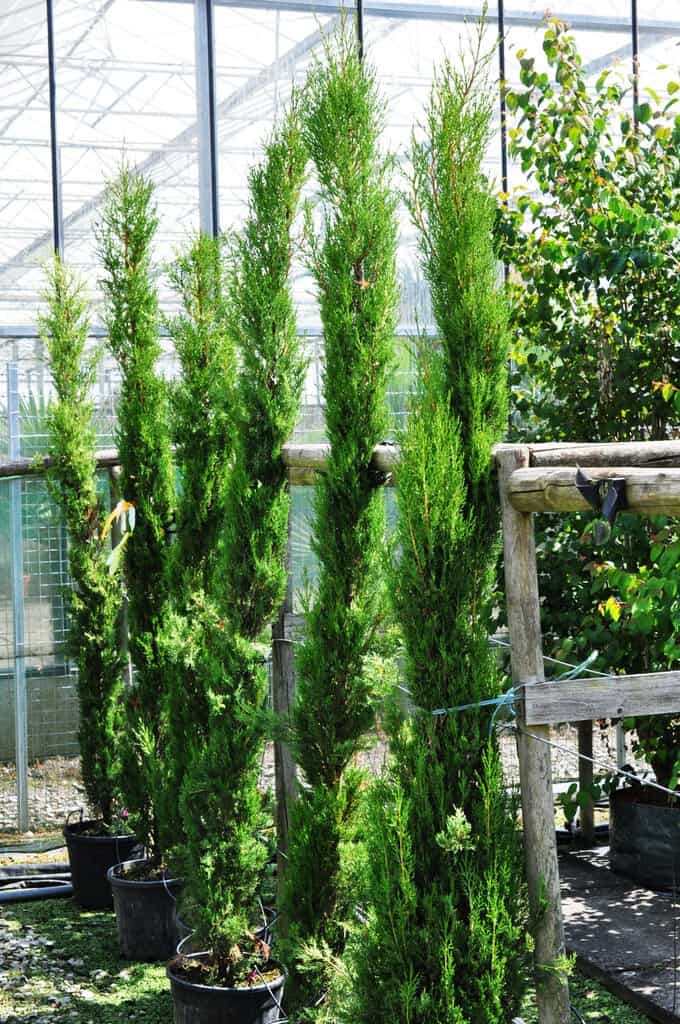 Cupressus sempervirens 'Pyramidalis' 175-200 cm